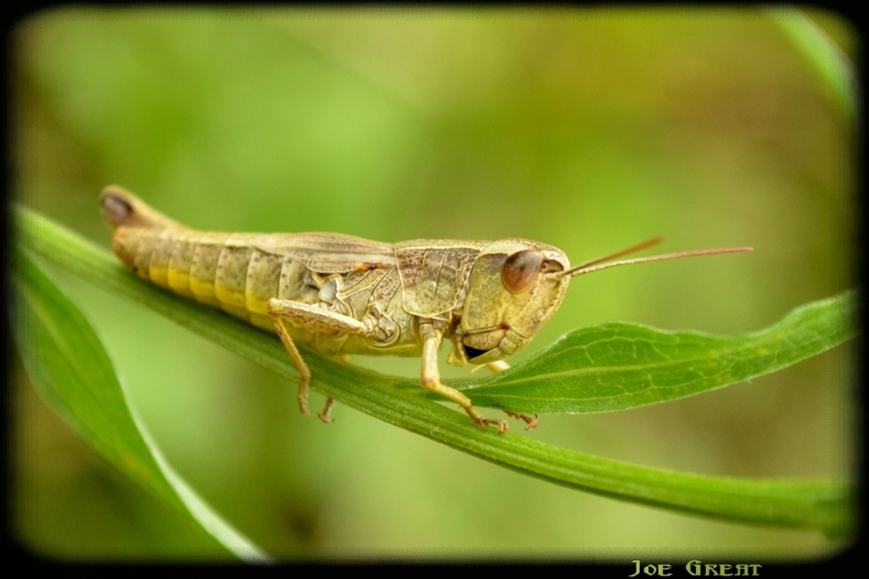 Pseudochorthippus parallelus - közönséges rétisáska