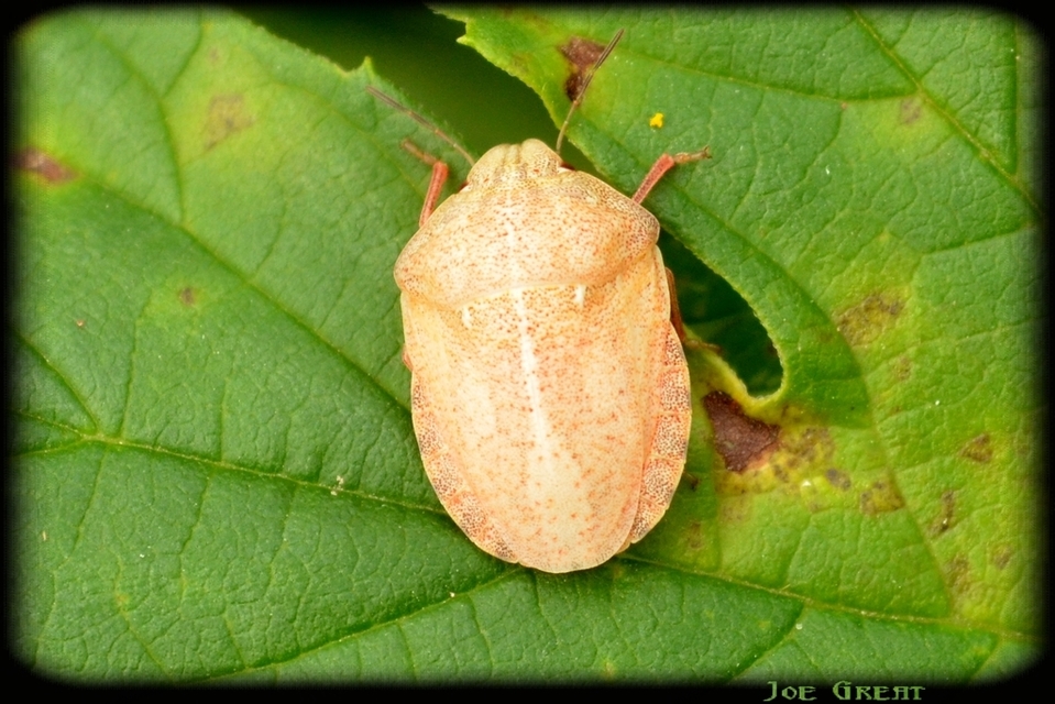 Eurydema