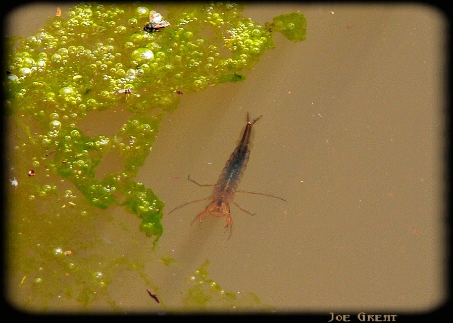 Coleoptera - Bogarak
