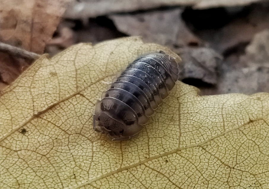 Armadillidium nasatum - üvegházi gömbászka