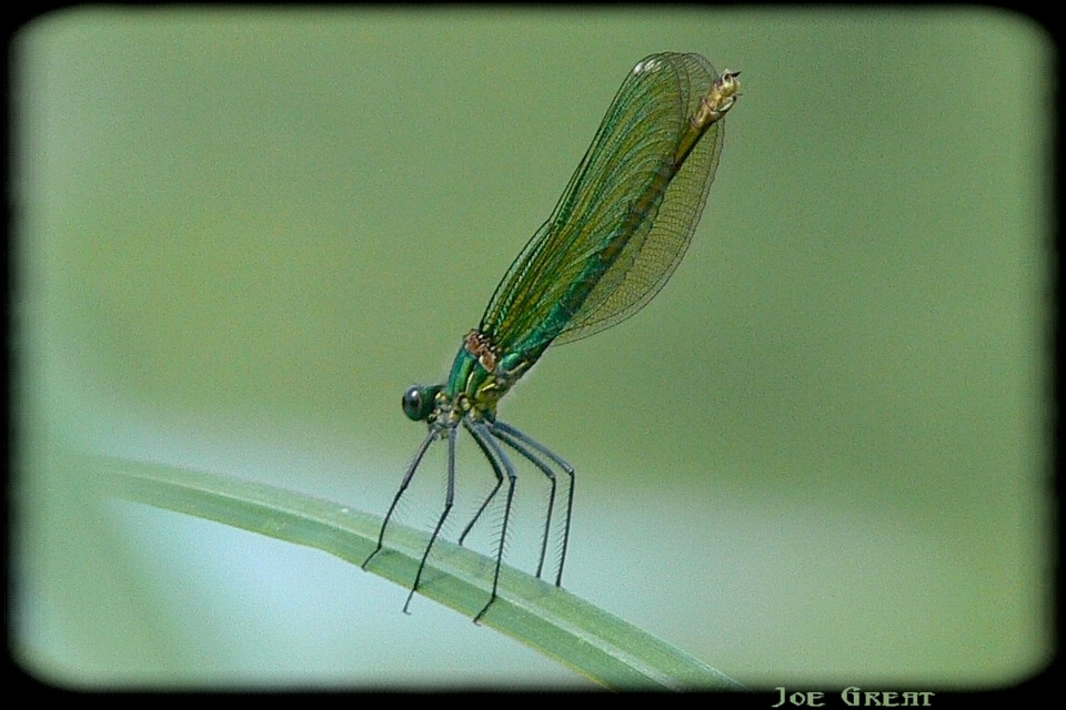 Calopteryx splendens - sávos szitakötő