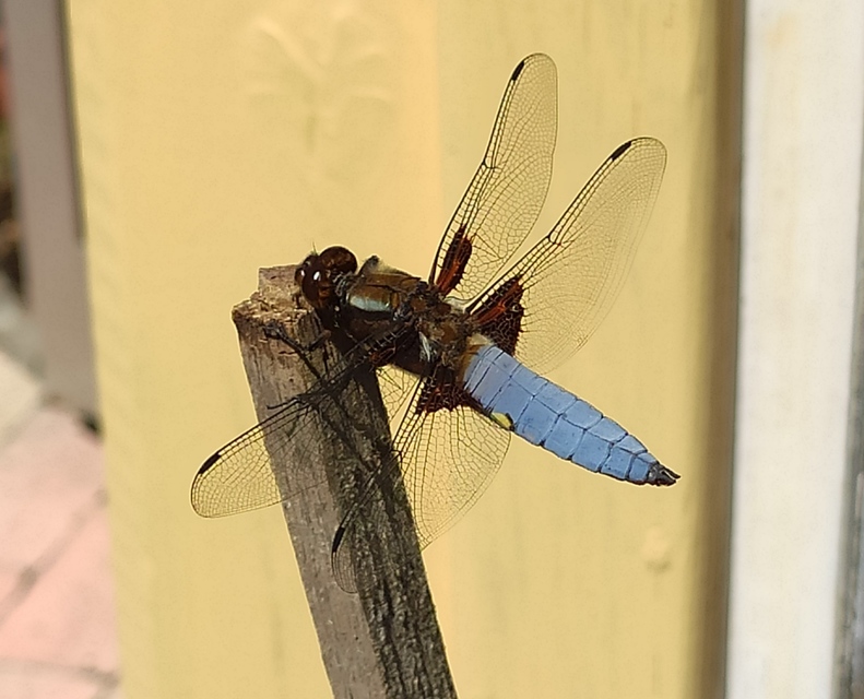 Libellula depressa - széles laposacsa