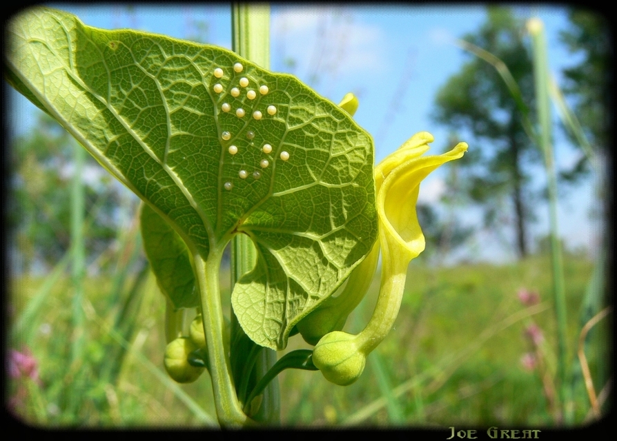 Zerynthia polyxena - farkasalmalepke