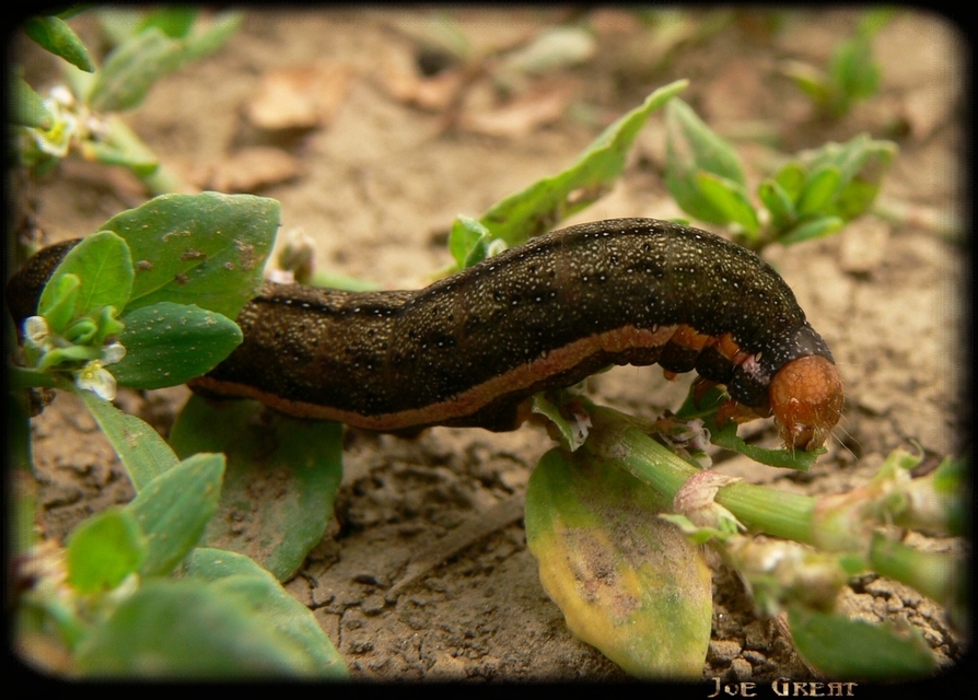 Trachea atriplicis - nyári zöldbagoly