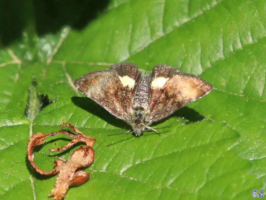 Panemeria tenebrata - apró sárgabagoly