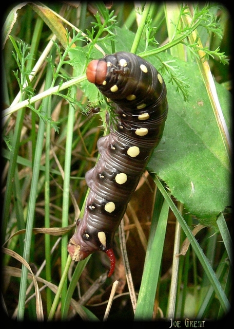Hyles gallii - galajszender