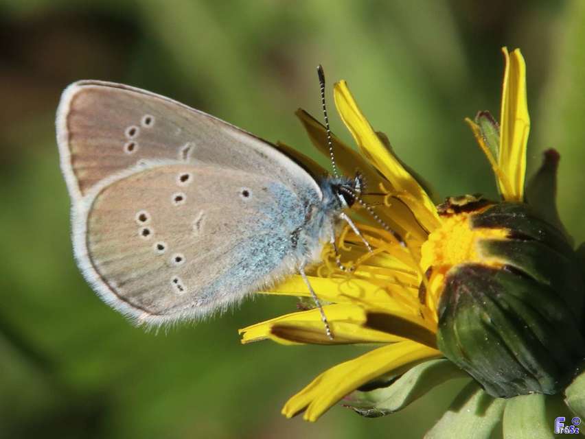 Cyaniris semiargus - aprószemes boglárka