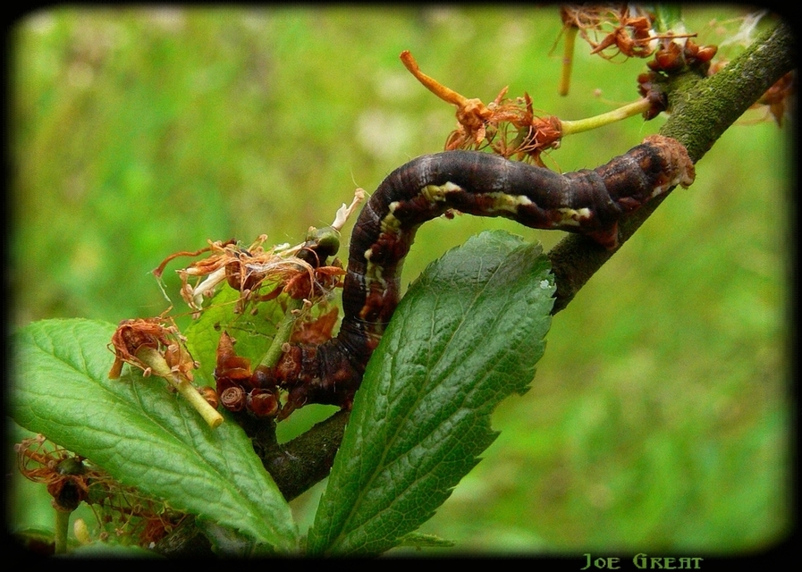 Erannis defoliaria - nagy téliaraszoló