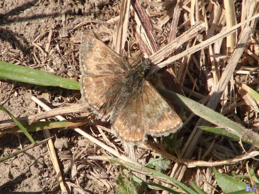Erynnis tages - cigánylepke