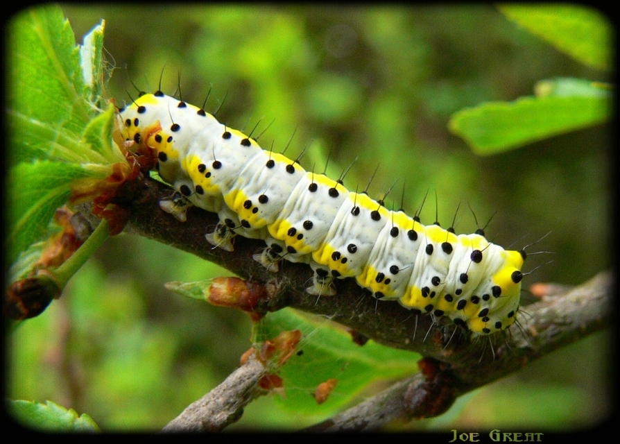 Diloba caeruleocephala - őszi kékesbagoly