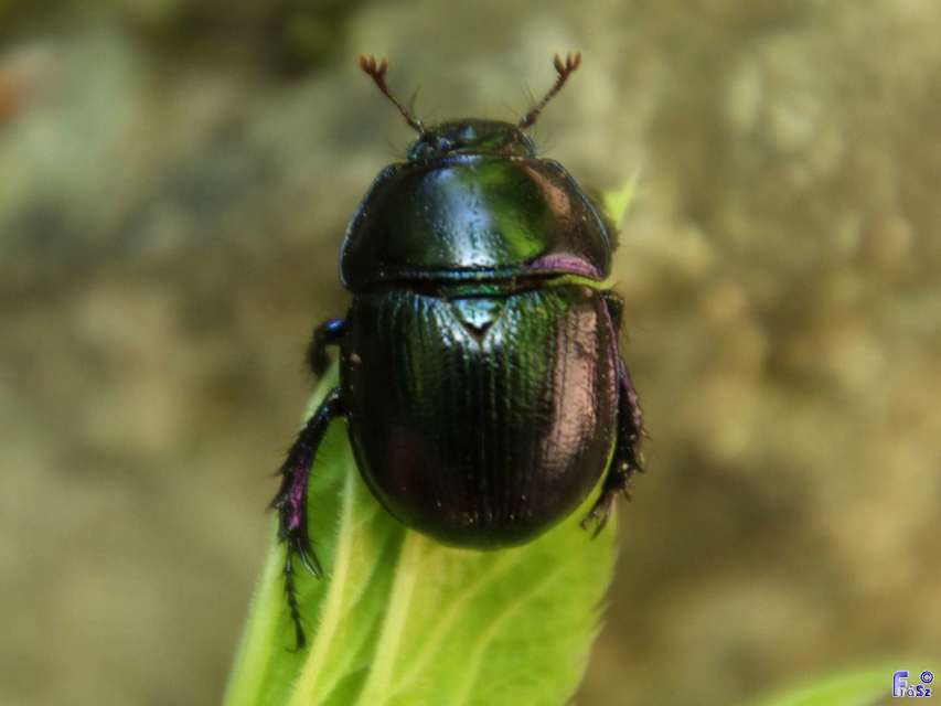 Anoplotrupes stercorosus - erdei álganéjtúró