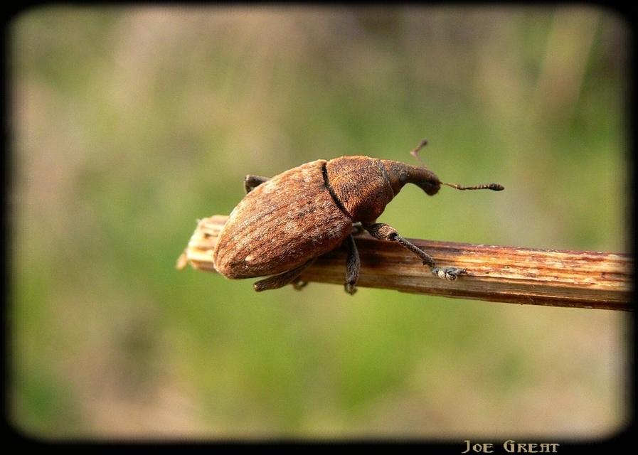 Lepyrus capucinus - pettyes fűzormányos