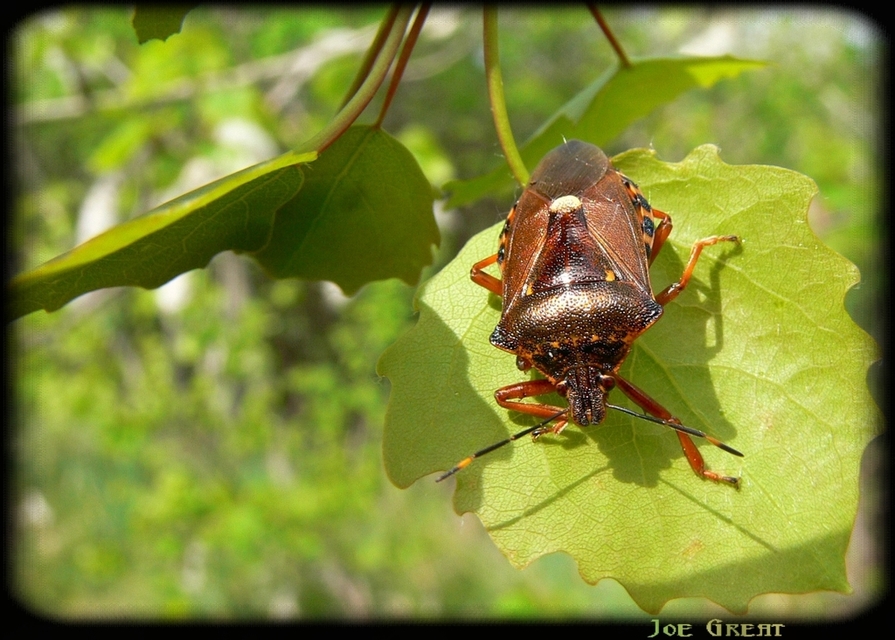 Pinthaeus sanguinipes Pinthaeus sanguinipes
