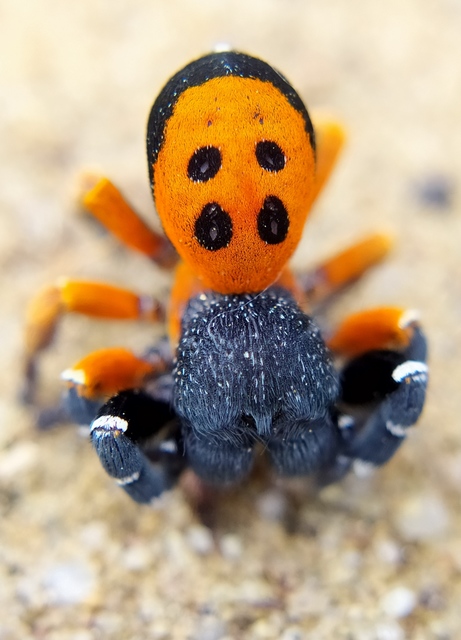 Eresus moravicus - sárgafejű bikapók Eresus moravicus - sárgafejű bikapók