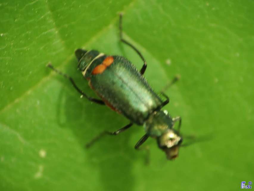 Clanoptilus