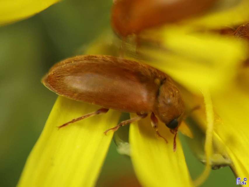 Byturus ochraceus - gyömbérgyökérbogár