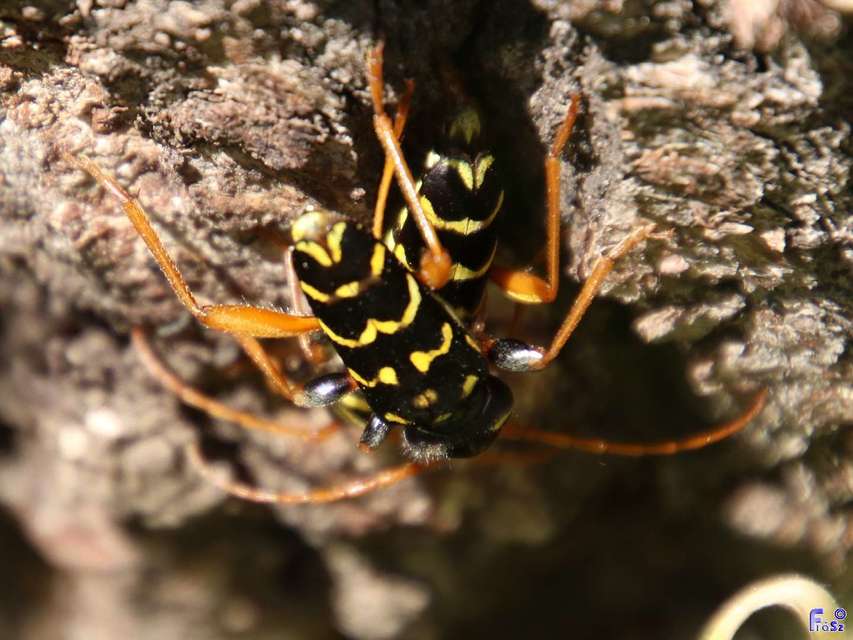 Plagionotus arcuatus - bársonyos darázscincér