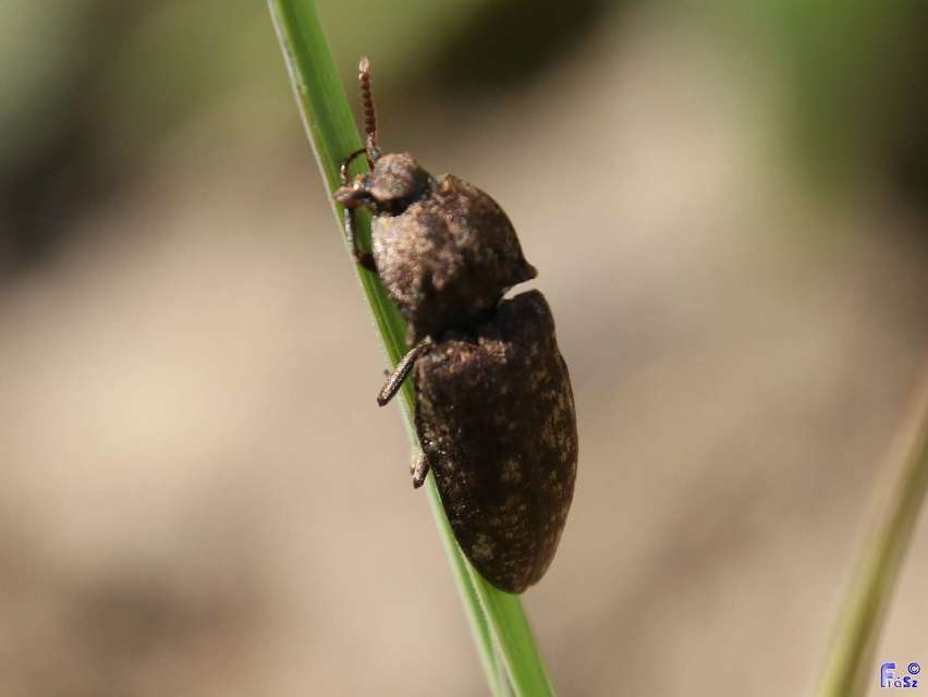 Agrypnus murinus - egérszínű pikkelyespattanó