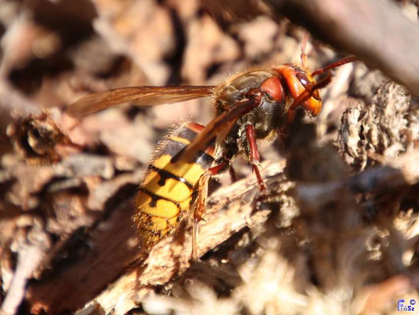 Vespa crabro - lódarázs