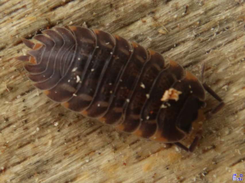 Trachelipus ratzeburgii - lebenyes ászka