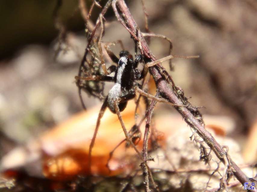 Pardosa alacris/lugubris