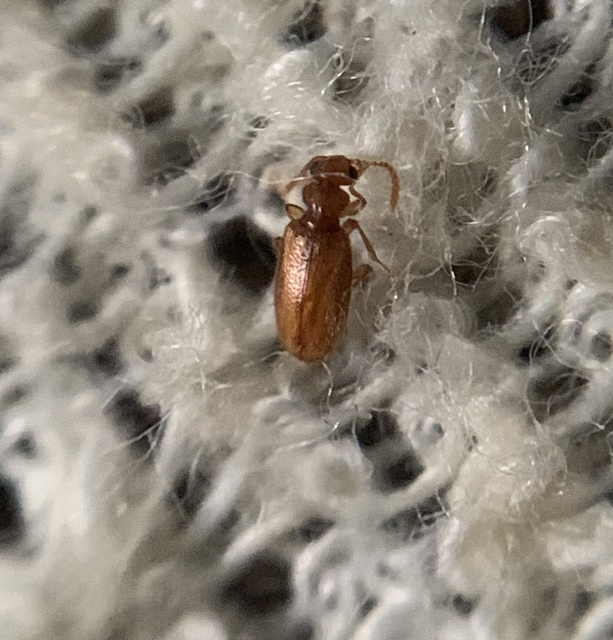 Pseudotomoderus compressicollis - szegettnyakú fürgebogár