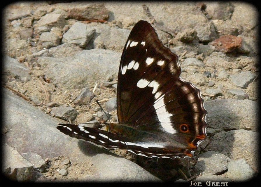 Apatura iris - nagy színjátszólepke