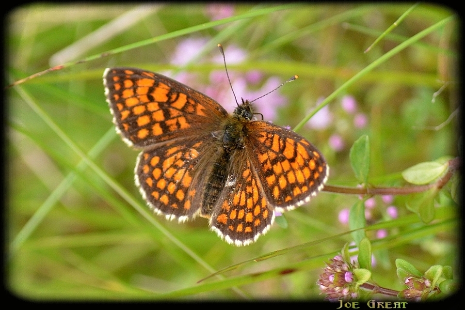 Melitaea athalia - közönséges tarkalepke