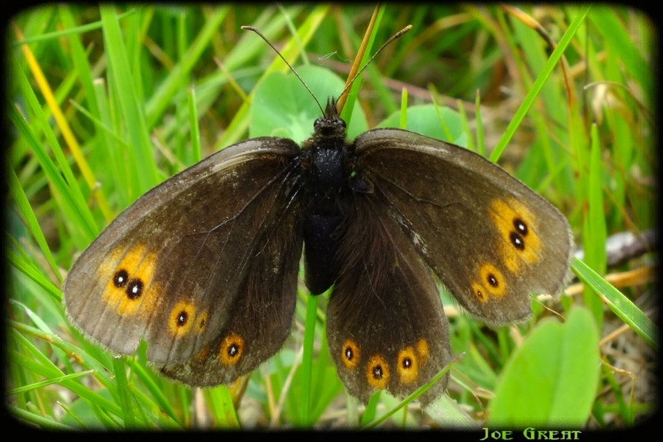 Erebia medusa - tavaszi szerecsenlepke