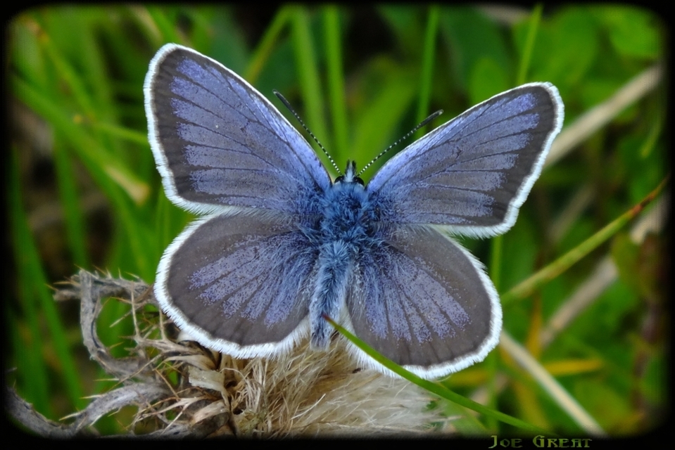 Plebejus argus - ezüstös boglárka