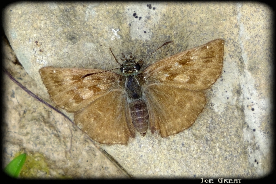 Erynnis tages - cigánylepke