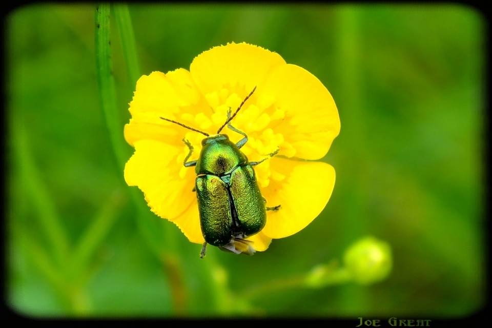 Cryptocephalus