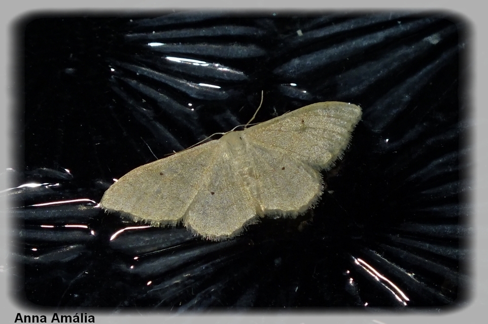 Idaea straminata - szalmasárga sávosaraszoló