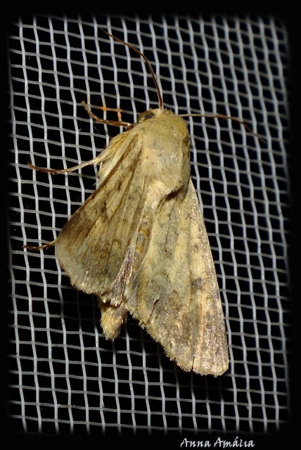 Helicoverpa armigera - kukorica-veteménybagoly