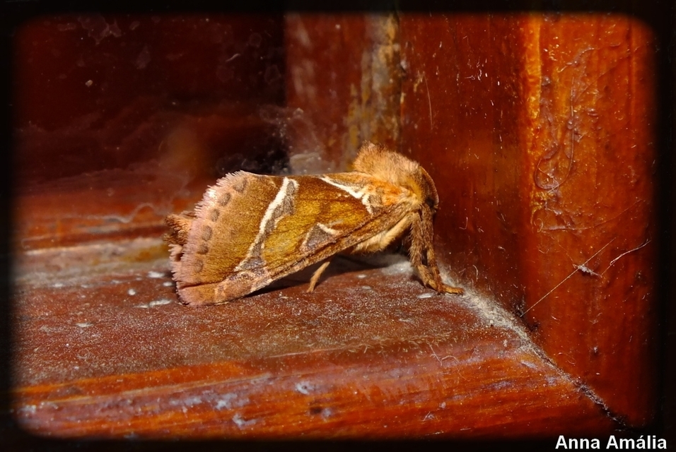 Triodia sylvina - kis gyökérrágólepke