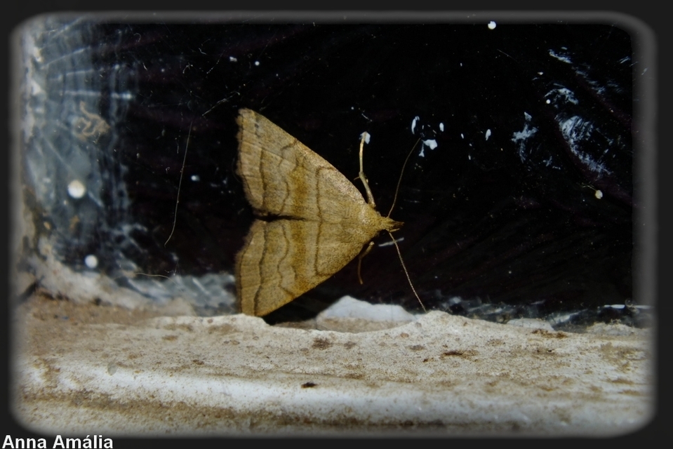 Herminia tarsicrinalis - szőröslábú karcsúbagoly