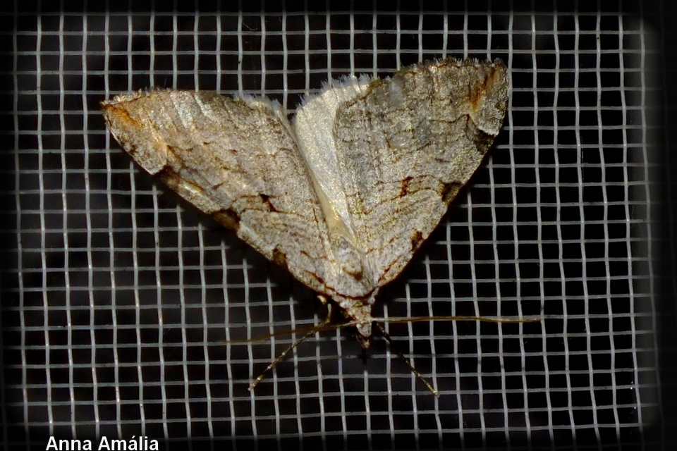 Aplocera efformata/plagiata