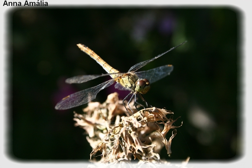 Sympetrum sanguineum - vörös katona-szitakötő