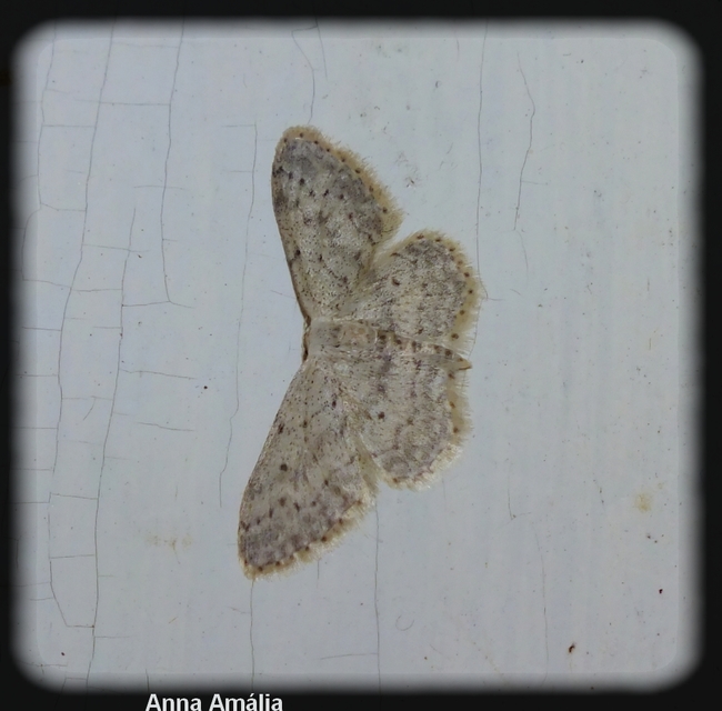 Idaea seriata - szürke apróaraszoló