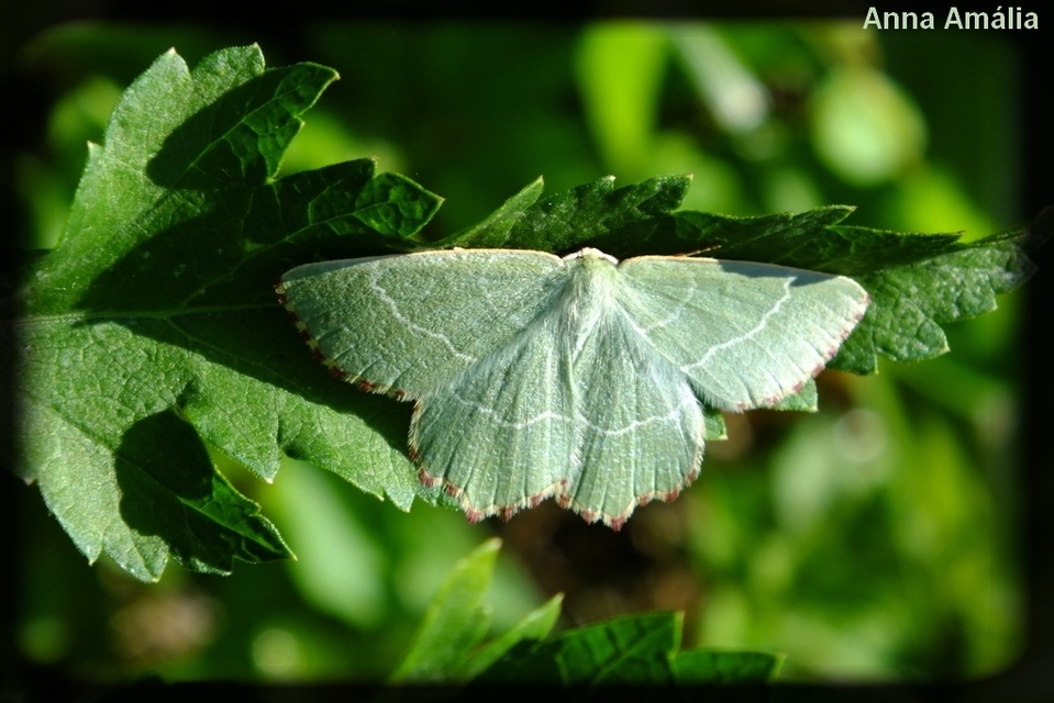 Thalera fimbrialis - csipkésszélű zöldaraszoló
