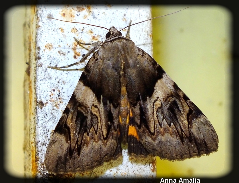 Catocala fulminea - galagonya-övesbagoly