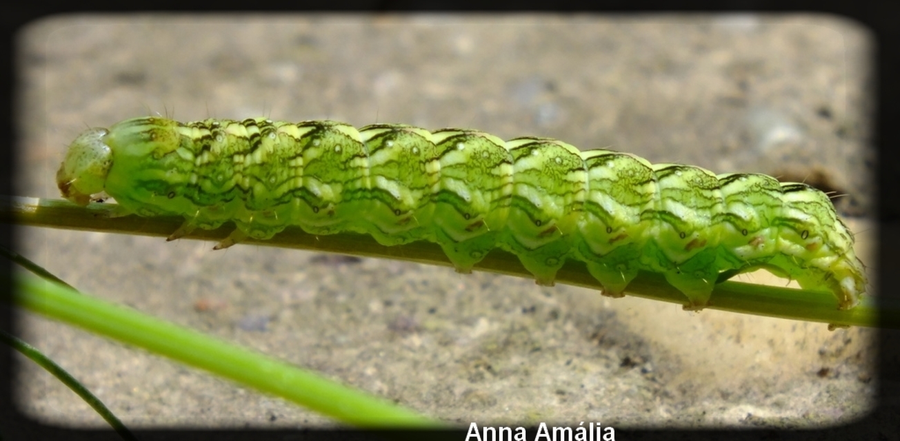 Cucullia chamomillae - székfű-csuklyásbagoly