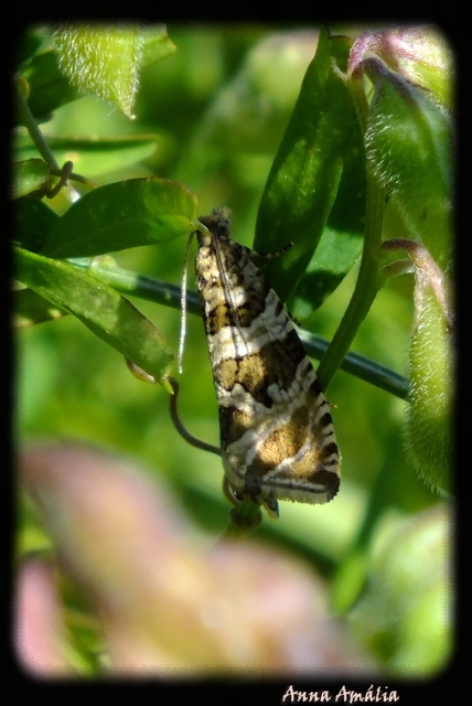 Celypha rivulana - dudvasodró tükrösmoly