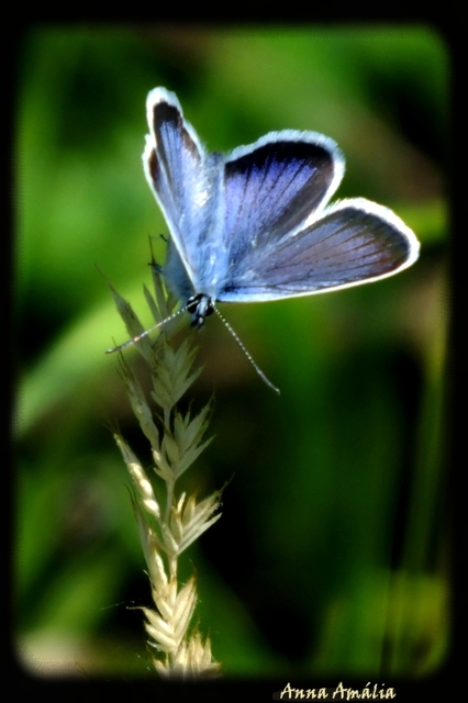 Plebejus argus - ezüstös boglárka