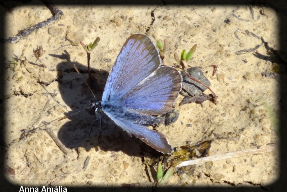 Plebejus argus - ezüstös boglárka