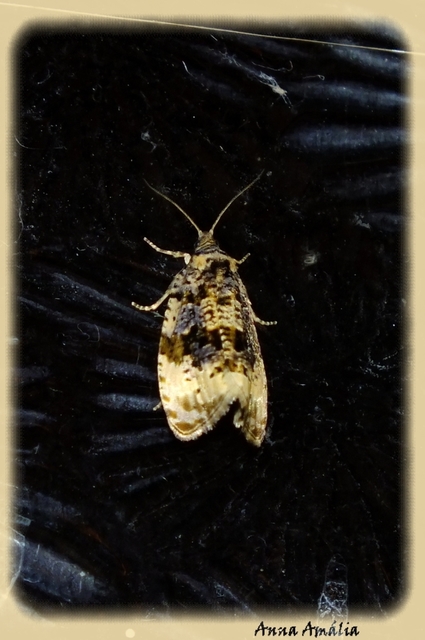 Olethreutinae