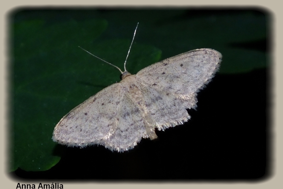 Idaea seriata - szürke apróaraszoló