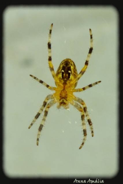 Araneus diadematus - koronás keresztespók