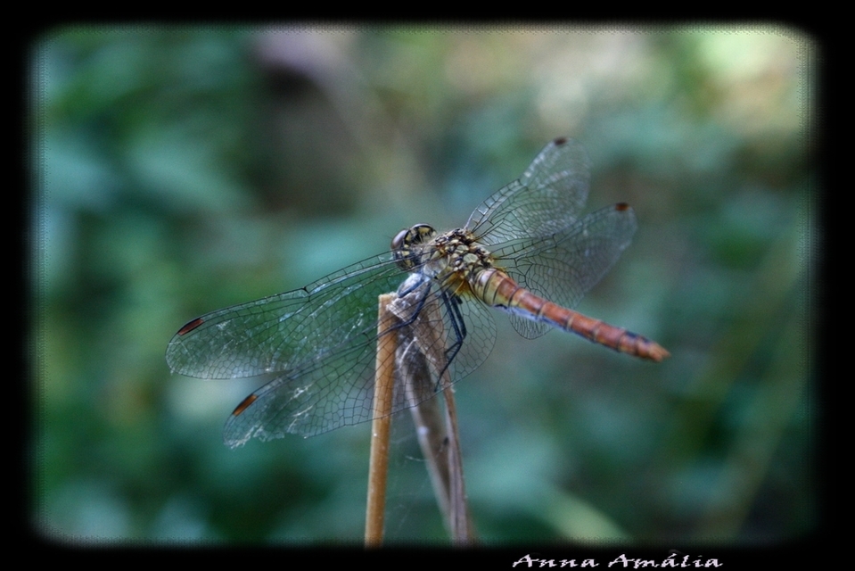 Sympetrum sanguineum - vörös katona-szitakötő