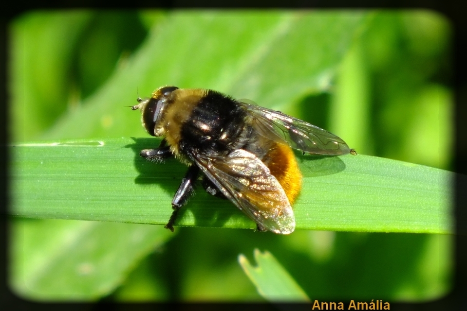 Syrphidae - zengőlegyek